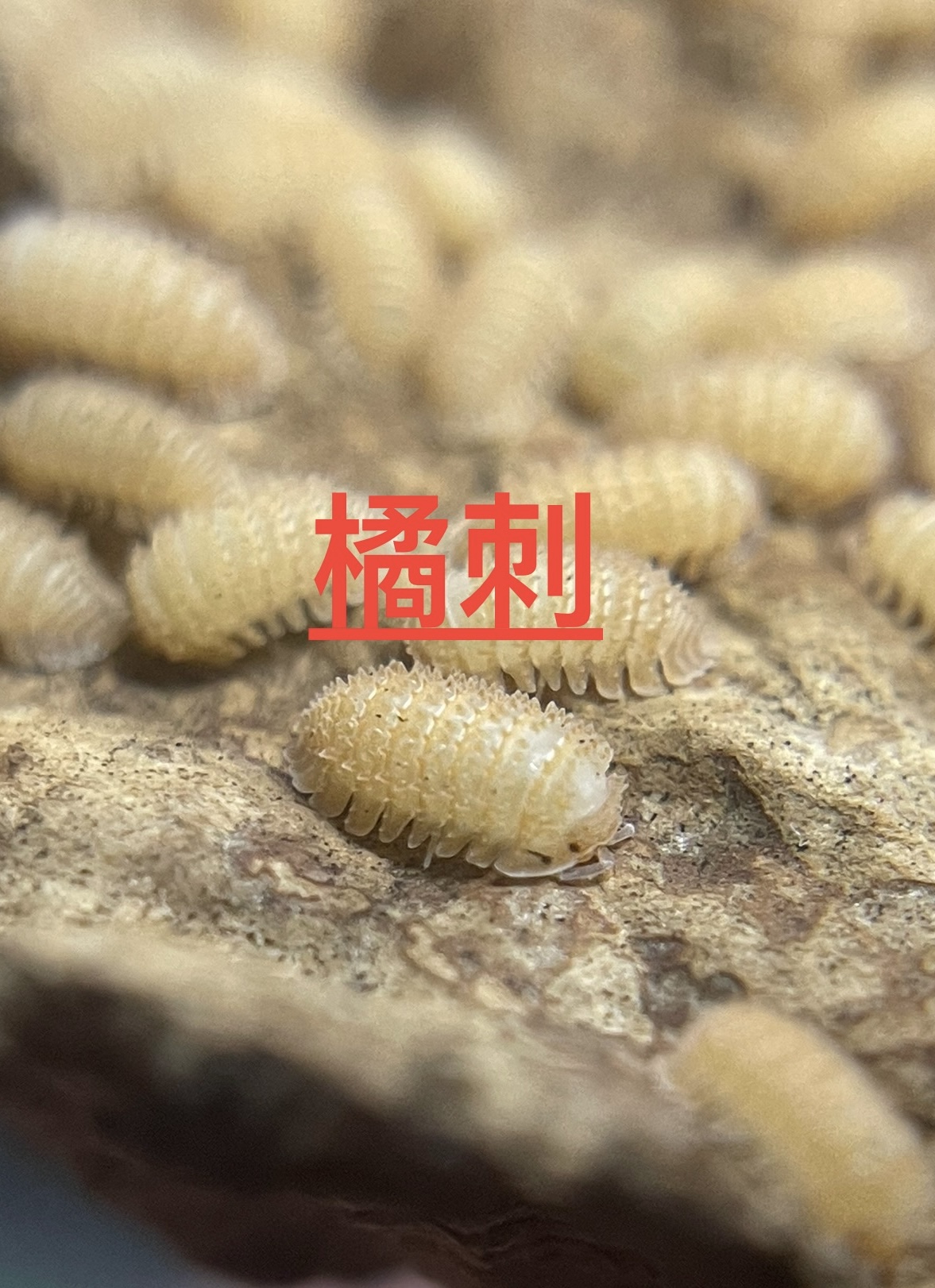 鼠婦